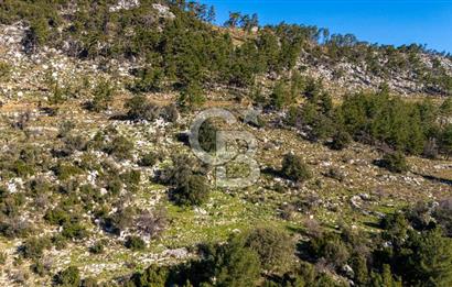 1295586318 CB MARİNA'DAN MARMARİS OSMANİYE KÖYÜ'NDE SATILIK 7 DÖNÜM TARLA 