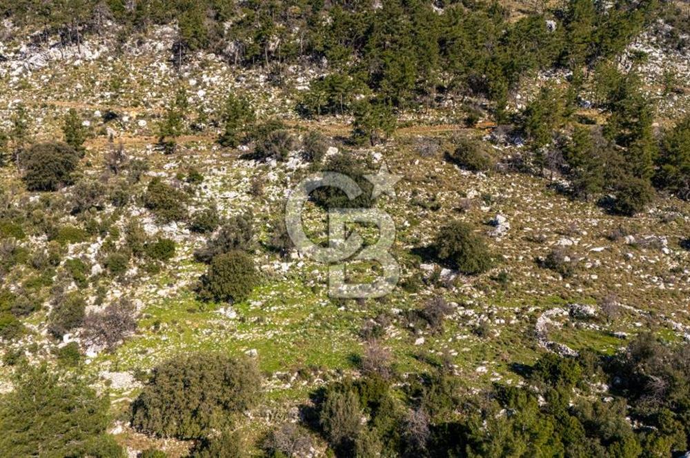 1295586318 CB MARİNA'DAN MARMARİS OSMANİYE KÖYÜ'NDE SATILIK 7 DÖNÜM TARLA 