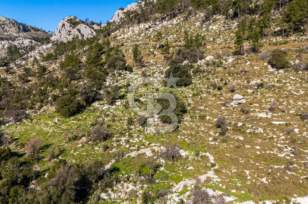 1295586318 CB MARİNA'DAN MARMARİS OSMANİYE KÖYÜ'NDE SATILIK 7 DÖNÜM TARLA 