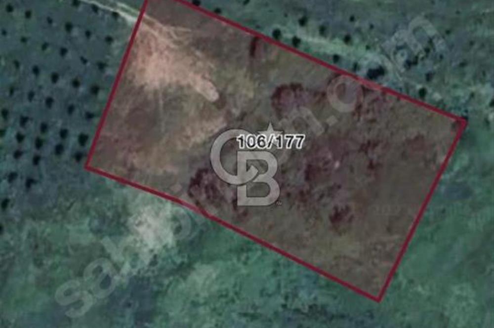 Cb MAHALL,DEN KOCAALİ BEZİRGAN.da VERİMLİ MUTLAK TARIM ALANI