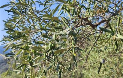 BAYINDIR ERGENLİ'DE YATIRIMLIK FIRSAT! ZEYTİNLİK CB-PH 