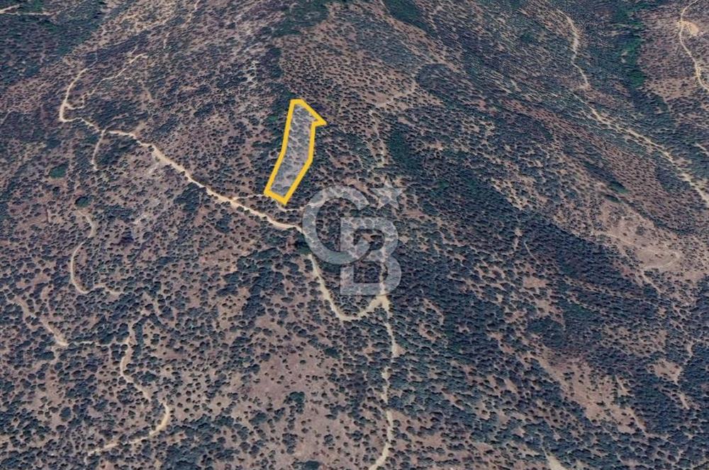 BAYINDIR ERGENLİ'DE YATIRIMLIK FIRSAT! ZEYTİNLİK CB-PH 