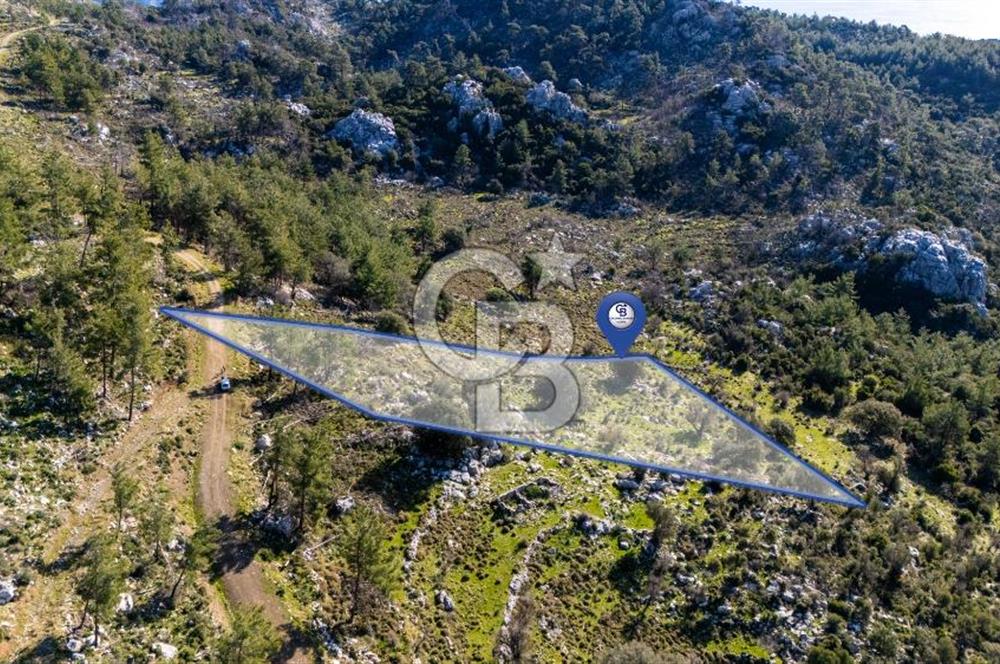 1295586318 CB MARİNA'DAN MARMARİS OSMANİYE KÖYÜ'NDE SATILIK 7 DÖNÜM TARLA 