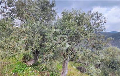 BAYINDIR ERGENLİ'DE YATIRIMLIK FIRSAT! ZEYTİNLİK CB-PH 