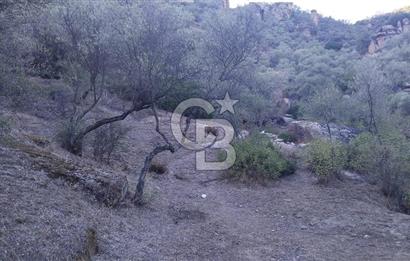 zeytinlik koye tyakın