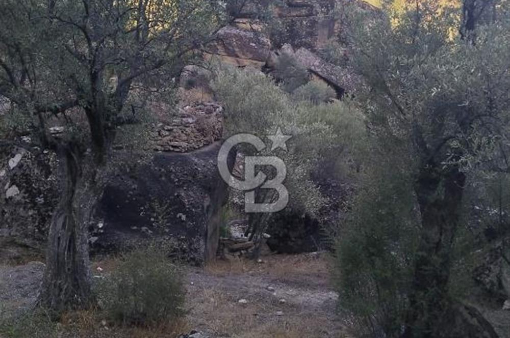 zeytinlik koye tyakın