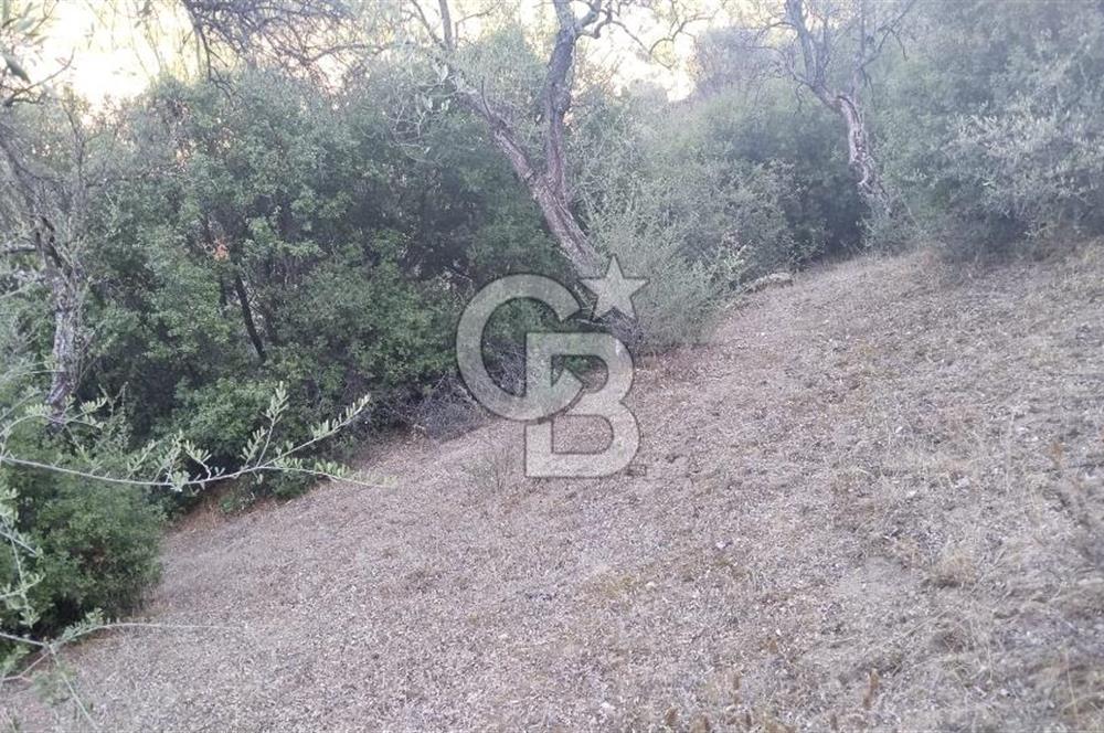 zeytinlik koye tyakın