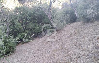 zeytinlik koye tyakın