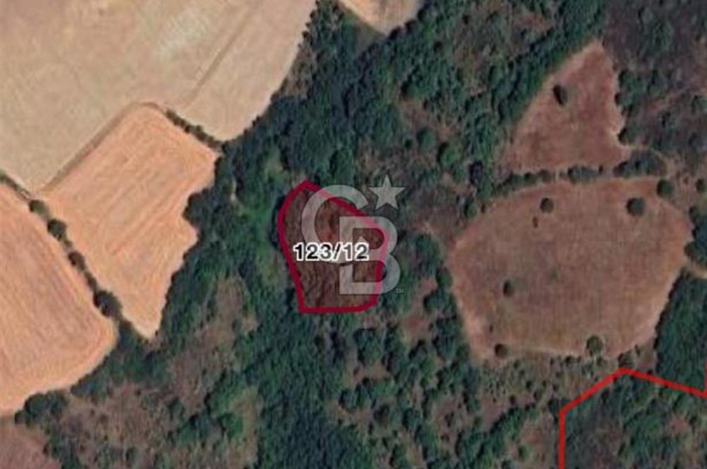 ÇANAKKALE LAPSEKİ  BEYPINAR  KÖYÜ'NDE SATILIK TARLA