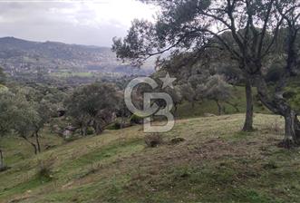 zeytinlik koye tyakın - 1 - 330003