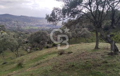 zeytinlik koye tyakın