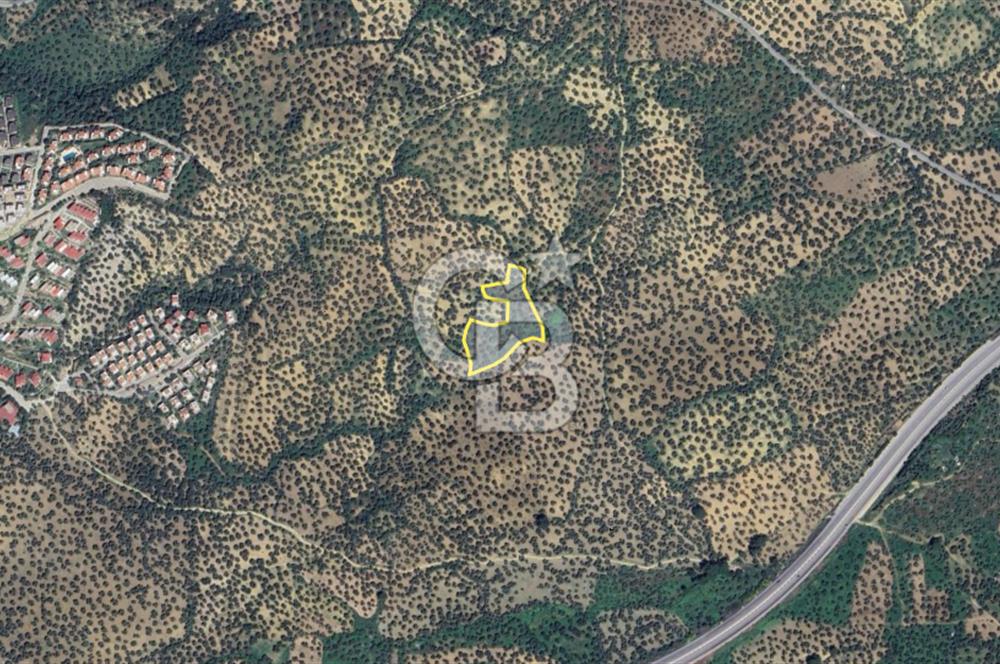 Balıkesir Burhaniye Pelitköy Satılık Zeytinlik 5913m2
