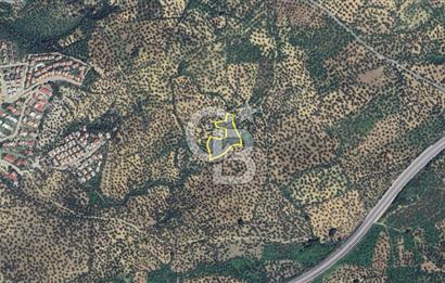 Balıkesir Burhaniye Pelitköy Satılık Zeytinlik 5913m2
