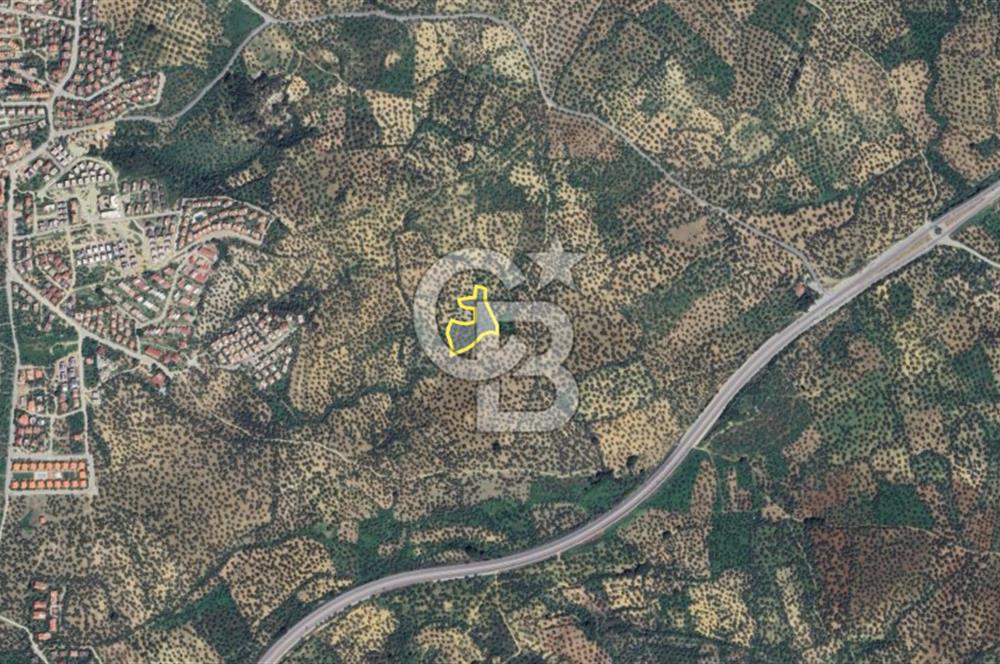 Balıkesir Burhaniye Pelitköy Satılık Zeytinlik 5913m2