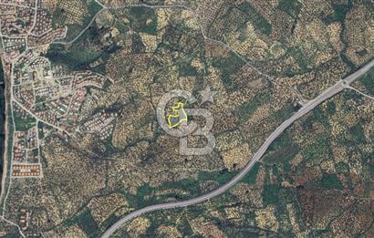 Balıkesir Burhaniye Pelitköy Satılık Zeytinlik 5913m2