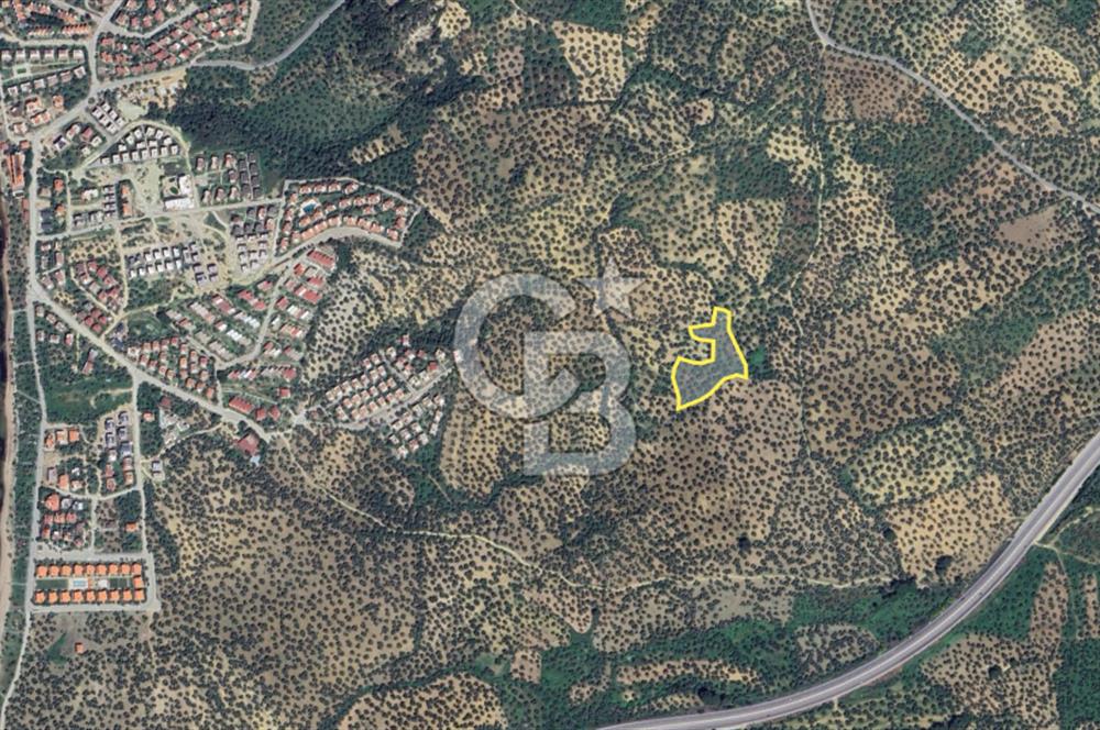 Balıkesir Burhaniye Pelitköy Satılık Zeytinlik 5913m2