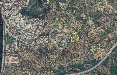 Balıkesir Burhaniye Pelitköy Satılık Zeytinlik 5913m2