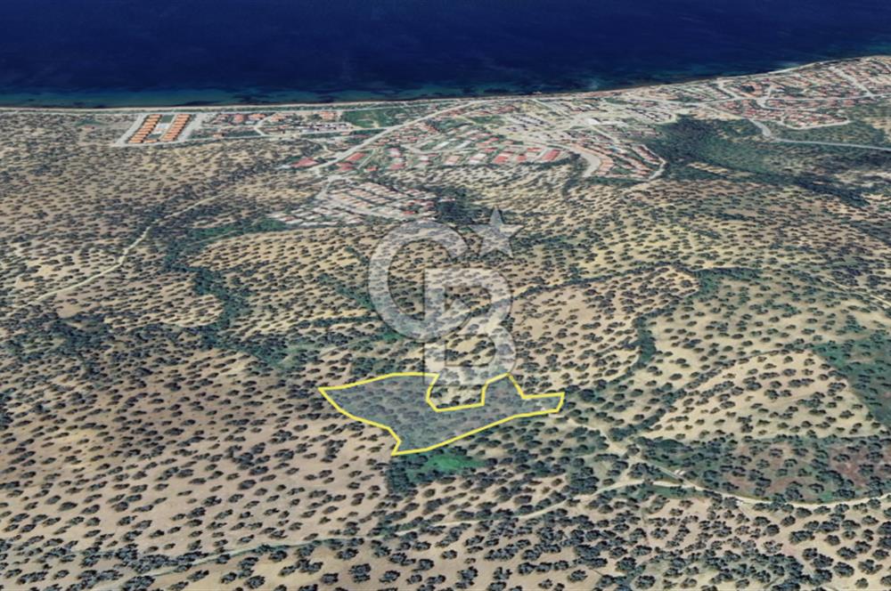 Balıkesir Burhaniye Pelitköy Satılık Zeytinlik 5913m2