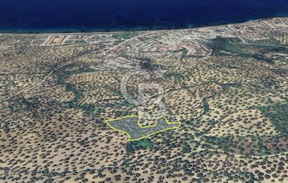 Balıkesir Burhaniye Pelitköy Satılık Zeytinlik 5913m2