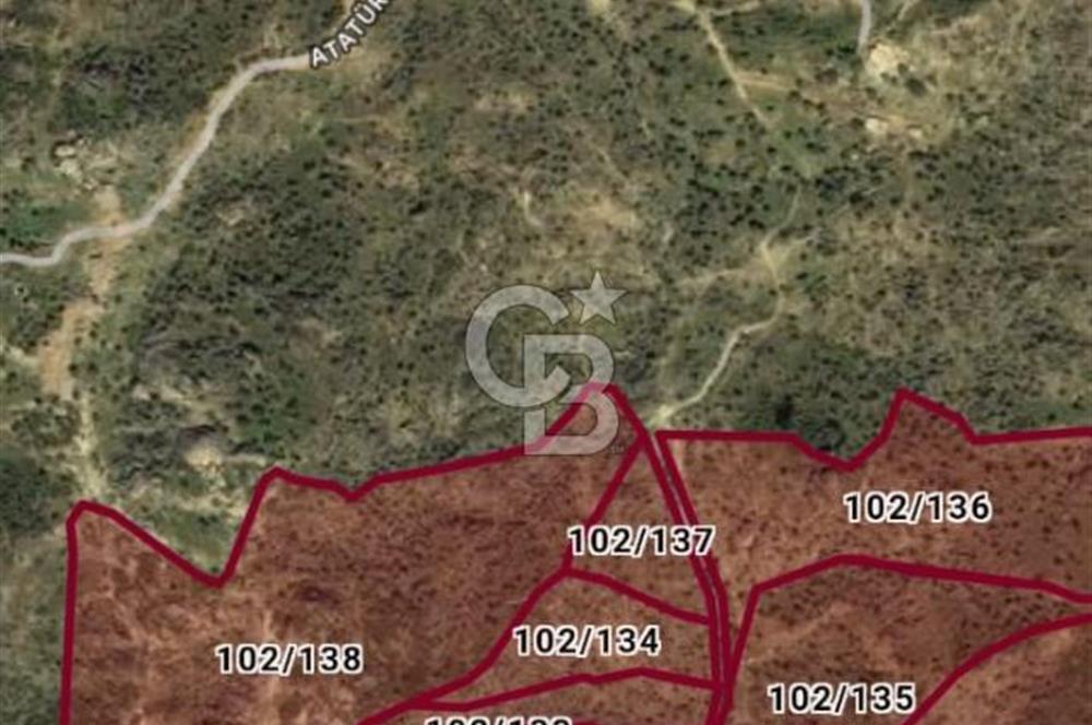 Aydın İli Karpuzlu İlçesi Dalip Köyü Zeytinlik Satış İlanı