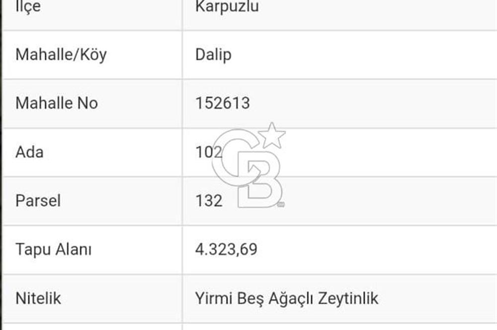 Aydın İli Karpuzlu İlçesi Dalip Köyü Zeytinlik Satış İlanı