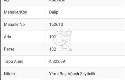 Aydın İli Karpuzlu İlçesi Dalip Köyü Zeytinlik Satış İlanı