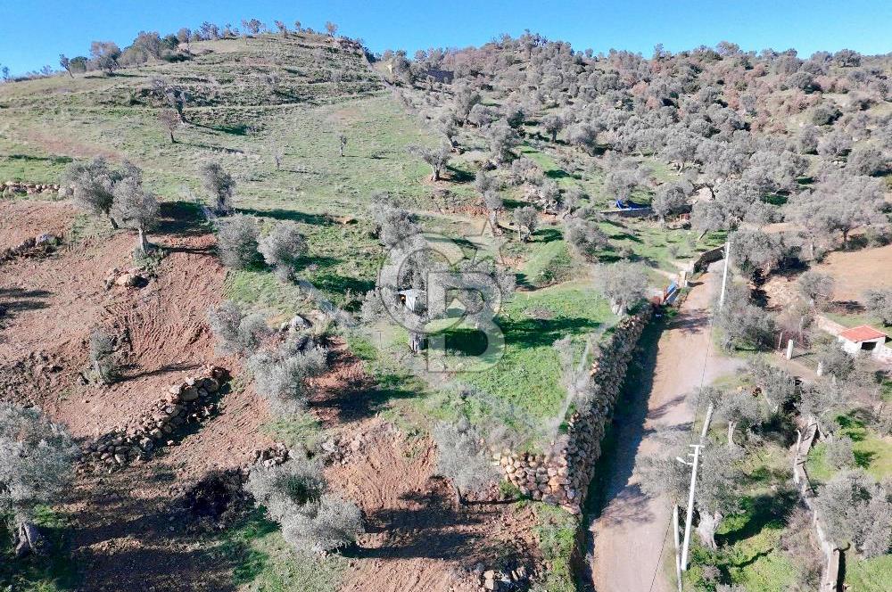 Orhanlı’da Elektrik-Su-Yolu olan Müstakil 11 Dönüm