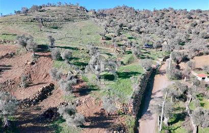 Orhanlı’da Elektrik-Su-Yolu olan Müstakil 11 Dönüm