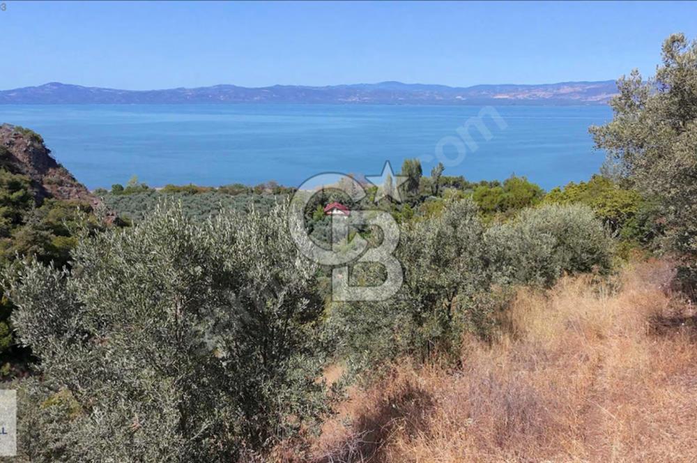 CB BLACK'TEN İZNİK GÖLLÜCE'DE SATILIK GÖL MANZARALI TARLA