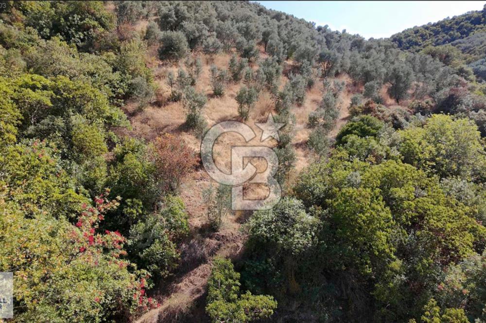 CB BLACK'TEN İZNİK GÖLLÜCE'DE SATILIK GÖL MANZARALI TARLA