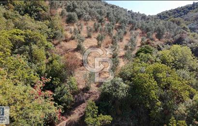 CB BLACK'TEN İZNİK GÖLLÜCE'DE SATILIK GÖL MANZARALI TARLA