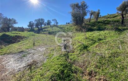 Orhanlı’da Elektrik-Su-Yolu olan Müstakil 11 Dönüm