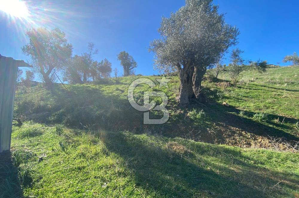 Orhanlı’da Elektrik-Su-Yolu olan Müstakil 11 Dönüm