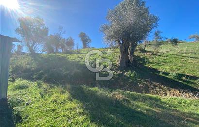 Orhanlı’da Elektrik-Su-Yolu olan Müstakil 11 Dönüm