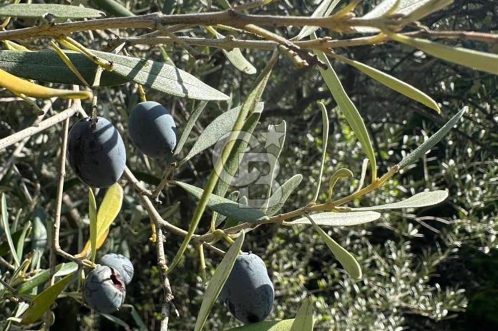 AYDIN ÇİNE'DE 18 DÖNÜM SATILIK ZEYTİNLİK 