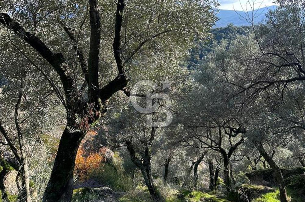AYDIN ÇİNE'DE 18 DÖNÜM SATILIK ZEYTİNLİK 