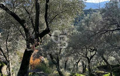 AYDIN ÇİNE'DE 18 DÖNÜM SATILIK ZEYTİNLİK 