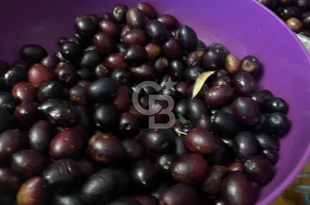 AYDIN ÇİNE'DE 18 DÖNÜM SATILIK ZEYTİNLİK 