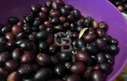 AYDIN ÇİNE'DE 18 DÖNÜM SATILIK ZEYTİNLİK 