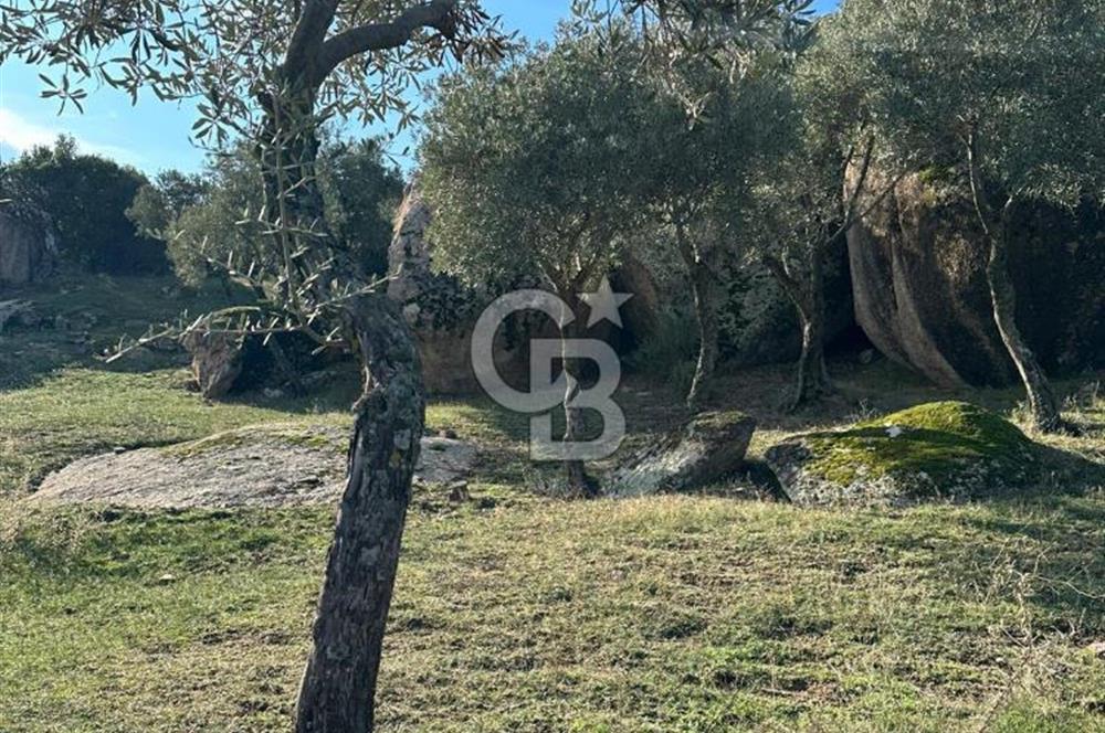 AYDIN ÇİNE'DE 18 DÖNÜM SATILIK ZEYTİNLİK 