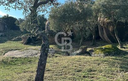 AYDIN ÇİNE'DE 18 DÖNÜM SATILIK ZEYTİNLİK 