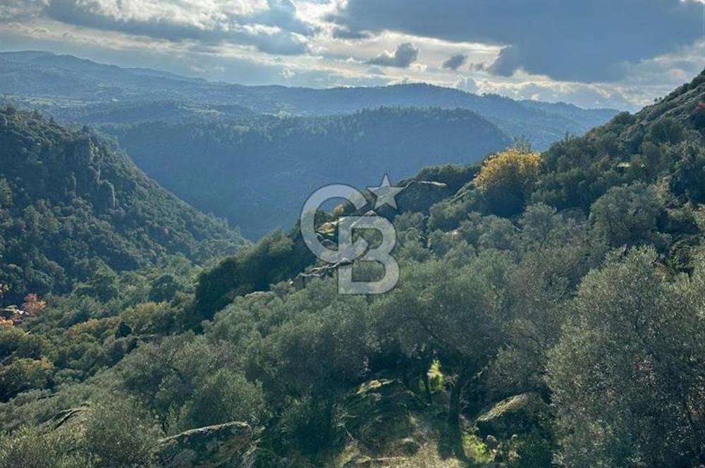 AYDIN ÇİNE'DE 18 DÖNÜM SATILIK ZEYTİNLİK 