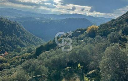 AYDIN ÇİNE'DE 18 DÖNÜM SATILIK ZEYTİNLİK 