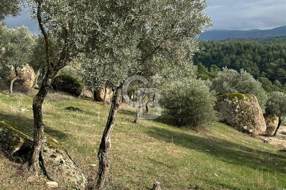 AYDIN ÇİNE'DE 18 DÖNÜM SATILIK ZEYTİNLİK 