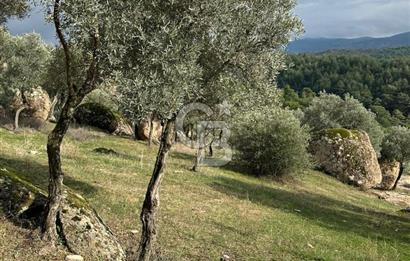 AYDIN ÇİNE'DE 18 DÖNÜM SATILIK ZEYTİNLİK 