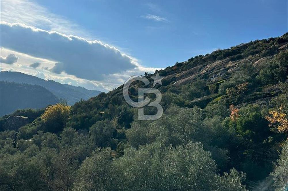 AYDIN ÇİNE'DE 18 DÖNÜM SATILIK ZEYTİNLİK 