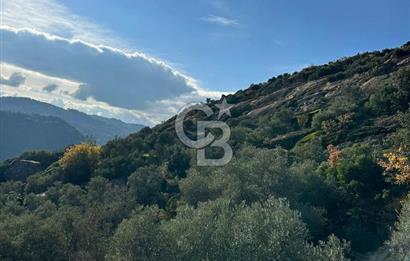 AYDIN ÇİNE'DE 18 DÖNÜM SATILIK ZEYTİNLİK 