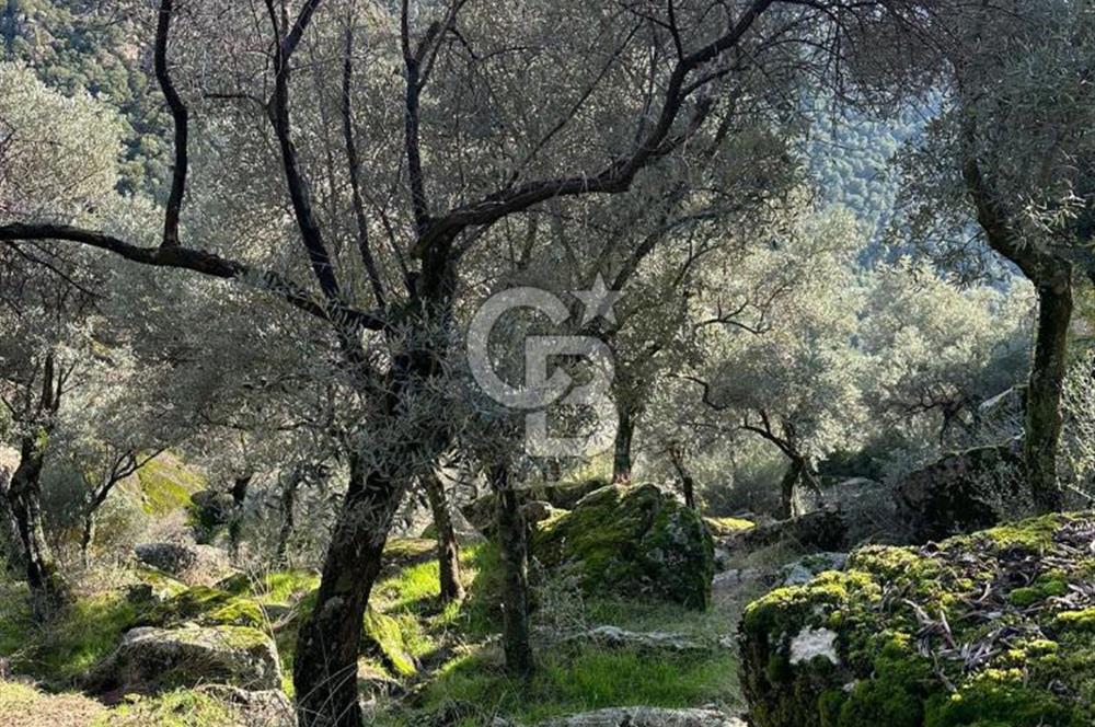 AYDIN ÇİNE'DE 18 DÖNÜM SATILIK ZEYTİNLİK 