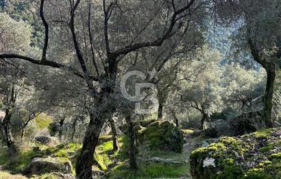 AYDIN ÇİNE'DE 18 DÖNÜM SATILIK ZEYTİNLİK 