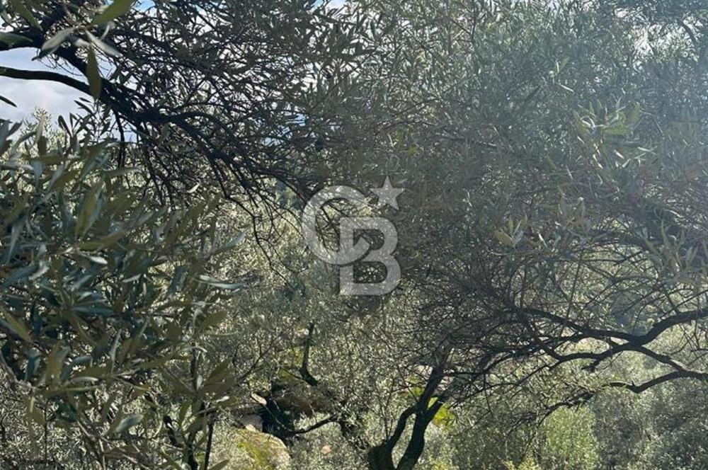 AYDIN ÇİNE'DE 18 DÖNÜM SATILIK ZEYTİNLİK 